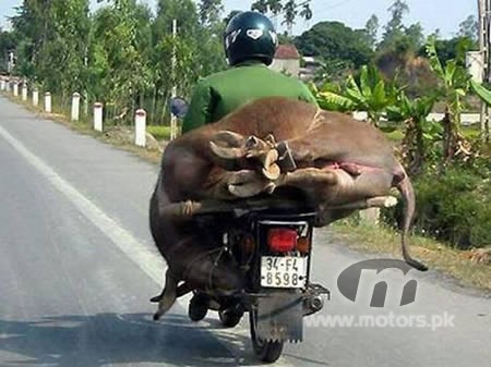 cow-on-bike