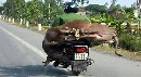 cow-on-bike